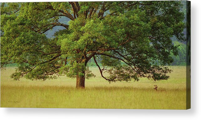 Oak Tree Deer Field Tennessee Cades Cove Acrylic Print featuring the photograph Big Oak by Timothy Harris