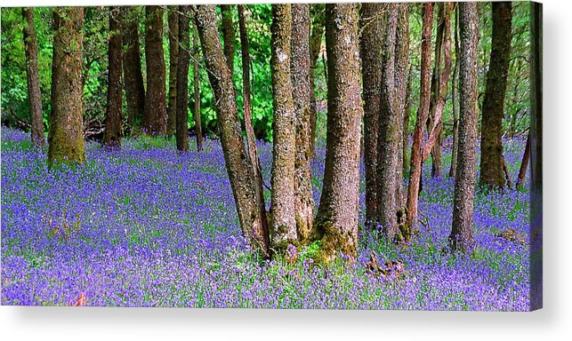 Scotland Acrylic Print featuring the photograph Bluebell Wood Aberfoyle by John McKinlay