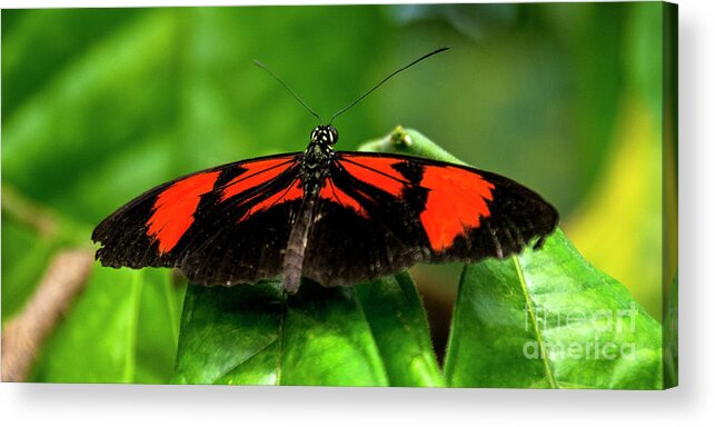 Butterfly Acrylic Print featuring the photograph Butterfly #1955 by Chuck Flewelling