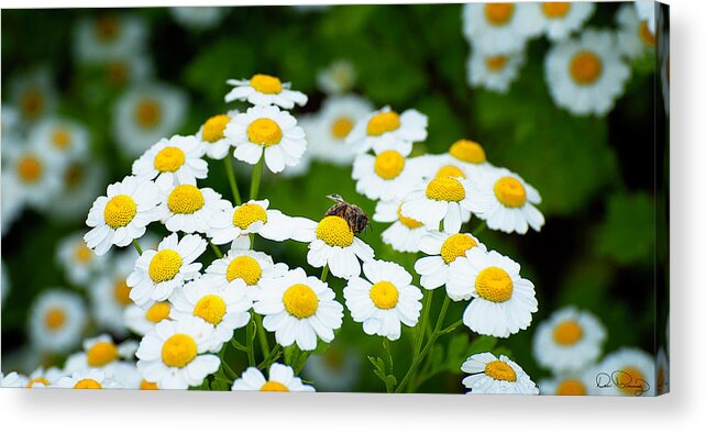 Camomile Flower; Garden; Bee; Insect; Plant; Nature; Blooms; Blossoms; Fragrant; Scent; Honey Bee; Pollinating; Herb; Tea Herb; White Flower; Yellow Center; Gardening; Dee Browning Photography; Beautiful; Pretty; Dainty; Daisy Like Flower Acrylic Print featuring the photograph Chamomile Pollinating by Dee Browning