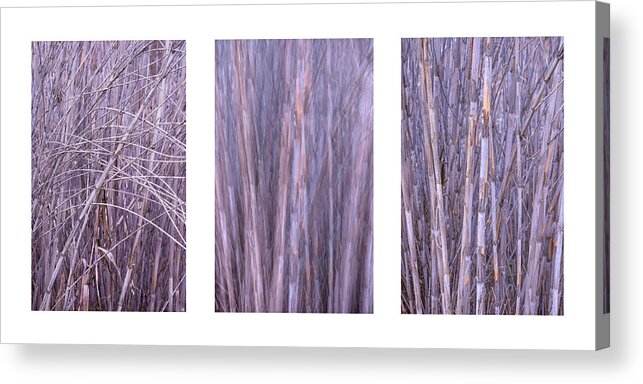 Collage Acrylic Print featuring the photograph Dry Reed Collage by Alexander Kunz