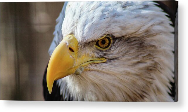 Bald Eagle Acrylic Print featuring the photograph Eagle Eye by Holly Ross