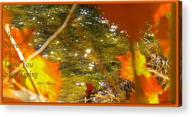  Acrylic Print featuring the photograph Fall Flyer by David Norman