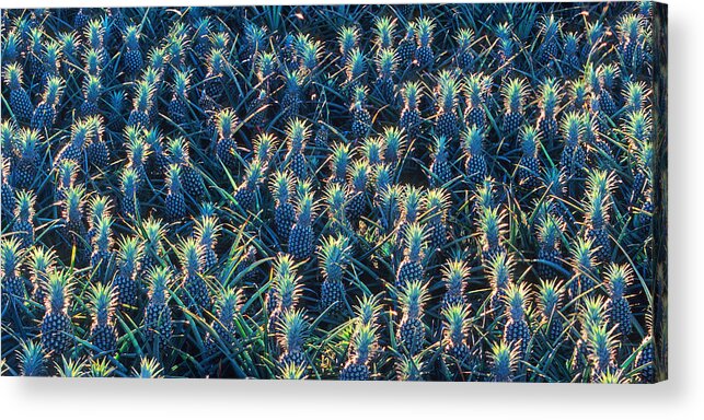 Hawaii Acrylic Print featuring the photograph Field Of Pineapples by David Olsen