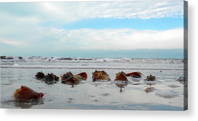  Acrylic Print featuring the photograph Fighting Conches by Sean Allen