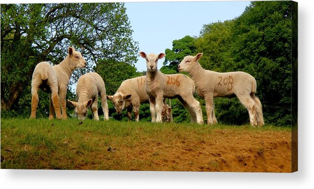 Lamb Acrylic Print featuring the photograph Five Little Lambs by Roberto Alamino