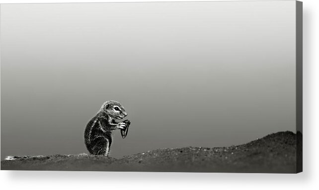Squirrel; Ground; Feed; Eat; Hold; Food; Nut; Seed; Desert; Dune; Art; Artistic; Monochrome; Black; White; B&w; Inaurus; Inquisitive; Mammal; Animal; Small; Sand; Sit; Little; Rodent; Upright; Watchful; Wild; Wildlife; Xerus; Kalahari; Africa Acrylic Print featuring the photograph Ground squirrel by Johan Swanepoel