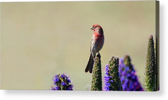 Animals Acrylic Print featuring the photograph Hollywood Finch -- House Finch in San Simeon, California by Darin Volpe