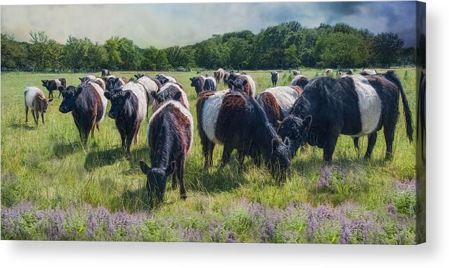 Belted Galloway Acrylic Print featuring the photograph Milk And Cookies by Robin-Lee Vieira