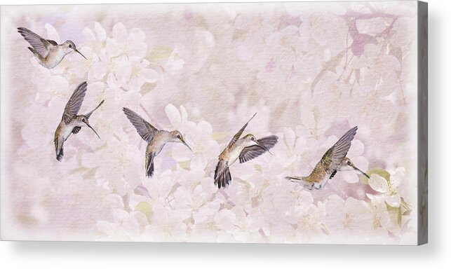 Hummingbirds Acrylic Print featuring the photograph Hummingbird Flight Sequence I by Leda Robertson