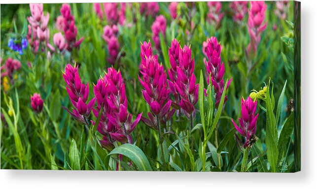 Indian Acrylic Print featuring the photograph Indian Paintbrush Panorama by Aaron Spong