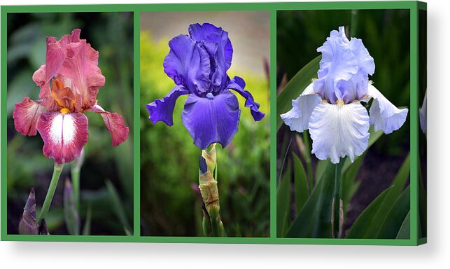 Iris Acrylic Print featuring the photograph Iris Triptych. by Terence Davis