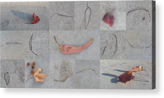 Botanical Acrylic Print featuring the photograph Leaves And Cracks Collage by Ben and Raisa Gertsberg