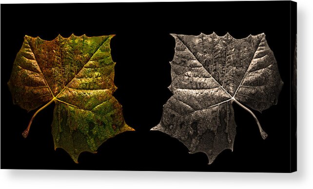 Autumn Acrylic Print featuring the photograph Life and Death by Don Spenner