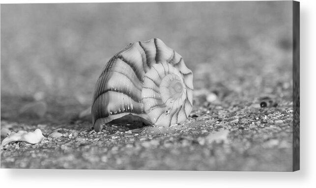 Southwest Acrylic Print featuring the photograph Lightning Whelk by Sean Allen