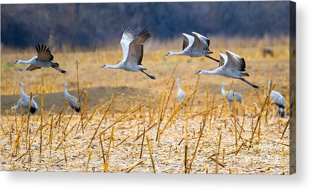 Sandhill Cranes Acrylic Print featuring the photograph Low Level Flyby by Michael Dawson