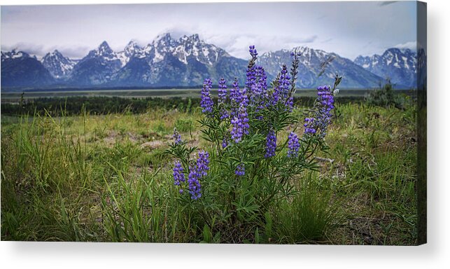 Lupine Beauty Acrylic Print featuring the photograph Lupine Beauty by Chad Dutson