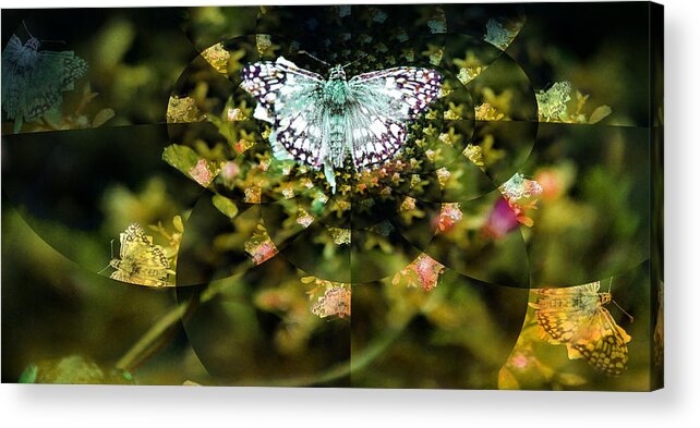 Butterfly Acrylic Print featuring the photograph Mythical Butterfly by Rose Hill