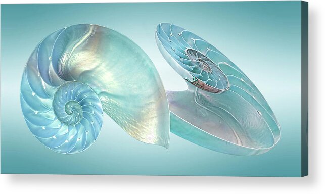 Nautilus Shell Acrylic Print featuring the photograph Nautilus Jewel Of The Sea by Gill Billington