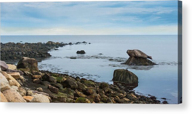 Seal Acrylic Print featuring the photograph On The Rocks by Robin-Lee Vieira