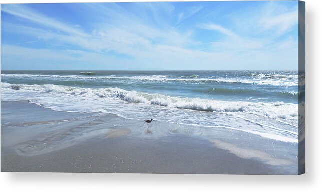 Tern Sea Bird Shore Beach Gulf Ocean Sky Blue Cloud Sand Water Surf Acrylic Print featuring the photograph One Good Tern by Ginny Schmidt