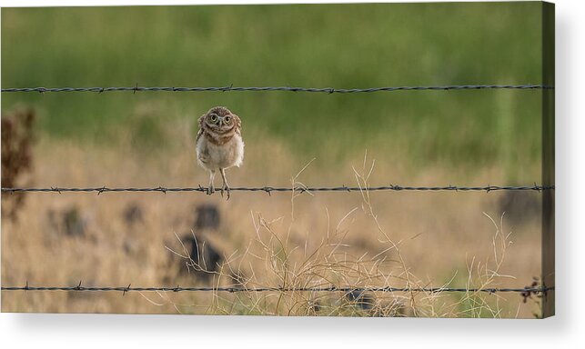 Burrowing Owls Acrylic Print featuring the photograph One Sweet Goodnight by Yeates Photography