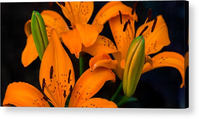 Liliaceae Acrylic Print featuring the photograph Orange Lilies by Ed Gleichman