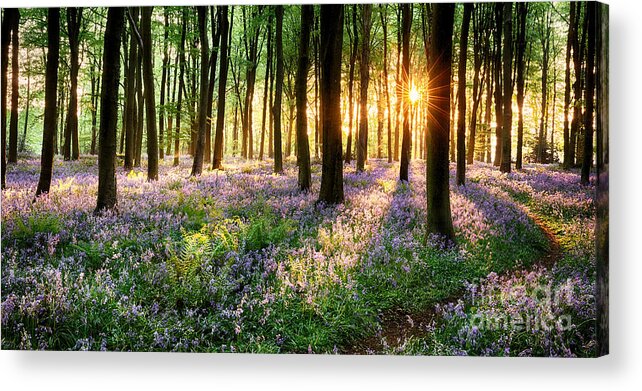 Flower Acrylic Print featuring the photograph English bluebell woodland path by Simon Bratt