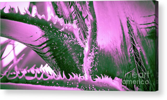 Pink Palm Macro Acrylic Print featuring the photograph Pink Palm Tigress by Leah McPhail