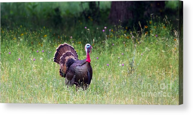 Pilgrimage Acrylic Print featuring the photograph Practicing the Strut by Gary Holmes