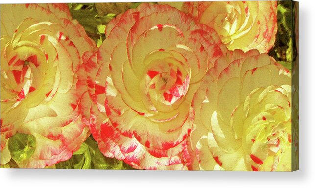 Floral Acrylic Print featuring the photograph Ranunculus Group by Ben and Raisa Gertsberg