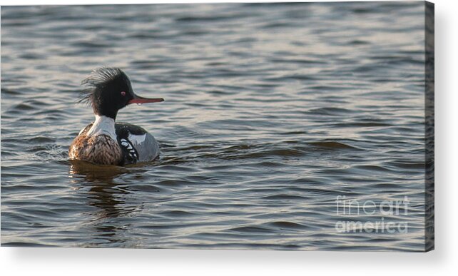 Red Breasted Merganser Acrylic Print featuring the photograph Red Breasted Merganser by Dale Powell