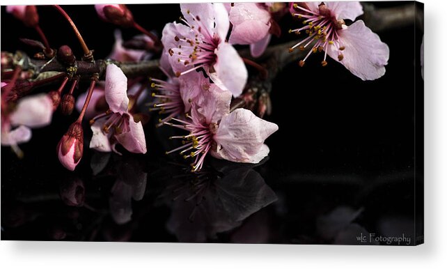 Flowers Acrylic Print featuring the photograph Reflections of Spring by Wendy Carrington