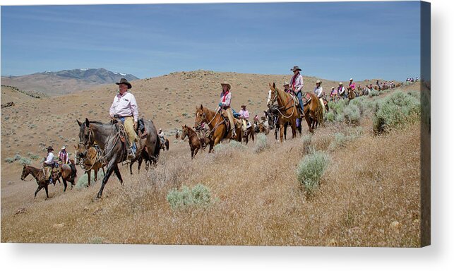 Reno Acrylic Print featuring the photograph Reno Cattle Drive 2 by Rick Mosher