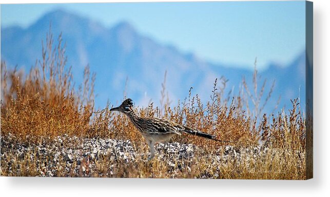 Roadrunner Acrylic Print featuring the photograph Roadrunner On The Run by Barbara Chichester