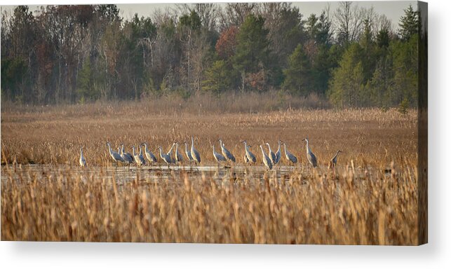 Sandhill Crane Acrylic Print featuring the photograph Sandhill Cranes 1 by Steve L'Italien