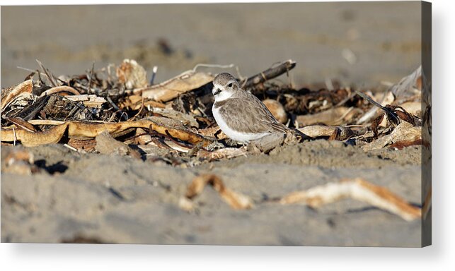 Animals Acrylic Print featuring the photograph Sandy Beak -- Snowy Plover on the Beach in Morro Bay, California by Darin Volpe