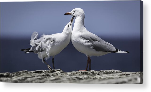 Seagulls Acrylic Print featuring the photograph Seagulls by Chris Cousins