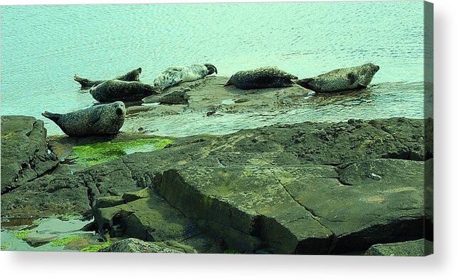 Seals Acrylic Print featuring the photograph Slumber Party by HweeYen Ong
