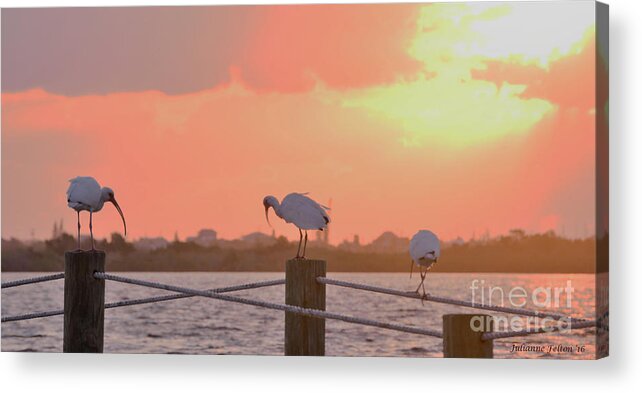 Ibis Acrylic Print featuring the photograph Sunrise with Ibis 10-26-16 by Julianne Felton