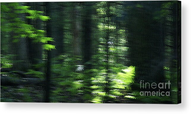Abstract Acrylic Print featuring the photograph The Forest For The Trees by Linda Shafer