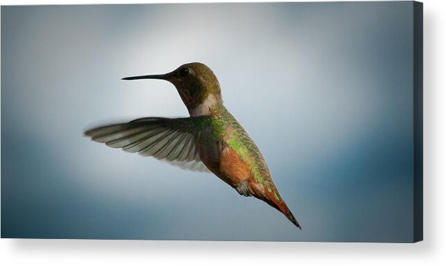 Green Backed Acrylic Print featuring the photograph The Rare Green Backed Male Rufous Hummingbird by David Patterson