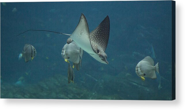 Shark Acrylic Print featuring the photograph Tranquil Sea Creatures by Betsy Knapp