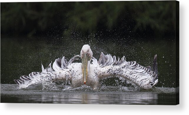 Wildlife Acrylic Print featuring the photograph Untitled by C.s.tjandra