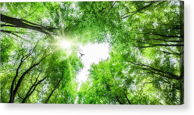 Tree Acrylic Print featuring the photograph View through tree canopy with bird soaring by Simon Bratt