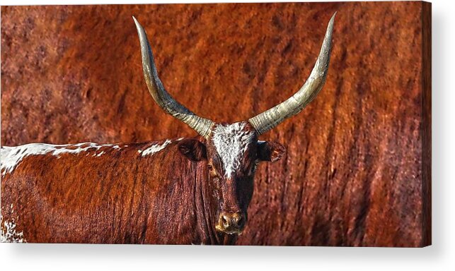 Watusi Acrylic Print featuring the photograph Watusi Blues in Rustic Red by Amanda Smith