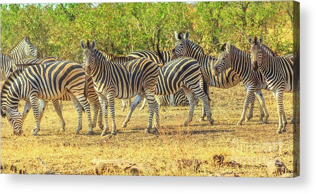 Zebras Acrylic Print featuring the photograph Group of zebras lined #2 by Benny Marty
