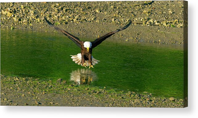  Hood Acrylic Print featuring the photograph A Bald Eagle catches a fish by Gary Langley