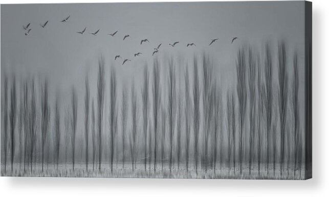 Polderland Acrylic Print featuring the photograph Beauty Giving You 'goose' Bumps by Yvette Depaepe