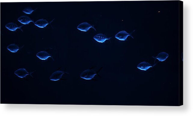 Blue Acrylic Print featuring the photograph Blue Fish At Georgia Aquarium by Patrick Nowotny